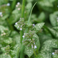 DSC02040.JPG