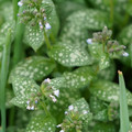 DSC02041.JPG