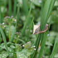 DSC02042.JPG