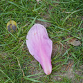 DSC02060.JPG