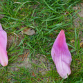 DSC02061.JPG