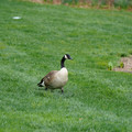 DSC02070.JPG