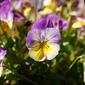 DSC02076.JPG