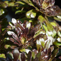 DSC02079.JPG