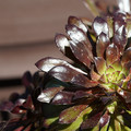 DSC02080.JPG