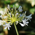 DSC02081.JPG