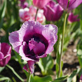 DSC02083.JPG