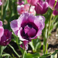 DSC02084.JPG