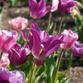 DSC02085.JPG