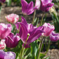 DSC02086.JPG