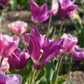 DSC02087.JPG