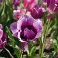 DSC02089.JPG