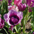 DSC02090.JPG