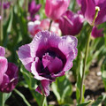 DSC02091.JPG