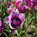 DSC02094.JPG