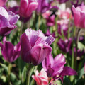 DSC02095.JPG