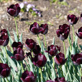 DSC02096.JPG