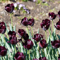 DSC02099.JPG