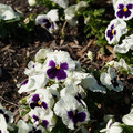 DSC02100.JPG