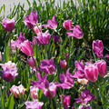 DSC02101.JPG