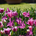 DSC02103.JPG