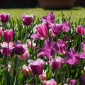 DSC02105.JPG