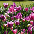 DSC02106.JPG