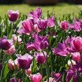 DSC02107.JPG