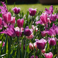 DSC02109.JPG