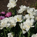 DSC02110.JPG