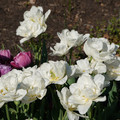 DSC02111.JPG