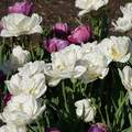 DSC02112.JPG