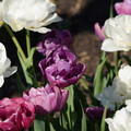DSC02114.JPG