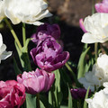 DSC02115.JPG