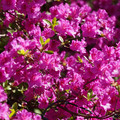 DSC02137.JPG