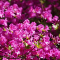 DSC02138.JPG