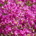 DSC02142.JPG
