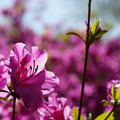 DSC02143.JPG