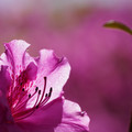 DSC02145.JPG