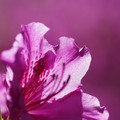 DSC02154.JPG