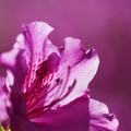 DSC02155.JPG