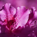 DSC02157.JPG
