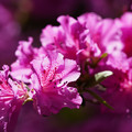 DSC02160.JPG