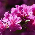 DSC02161.JPG