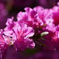 DSC02163.JPG