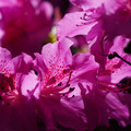 DSC02165.JPG