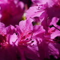 DSC02166.JPG