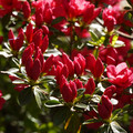DSC02170.JPG