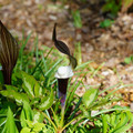 DSC02172.JPG