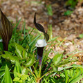 DSC02173.JPG
